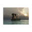 Elephant And Dog Are Floating In A Boat by Mike Kiev - Wrapped Canvas Print-1435326869