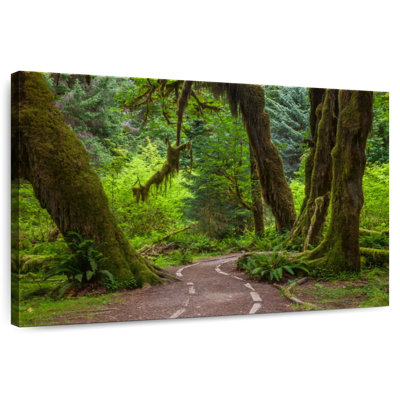 Harnek Hoh Rainforest Trail