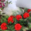 Carnation Stem-677855928