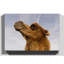 Camel Photographic - Wrapped Canvas-19090897