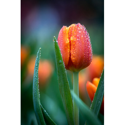 " Red Tulip "