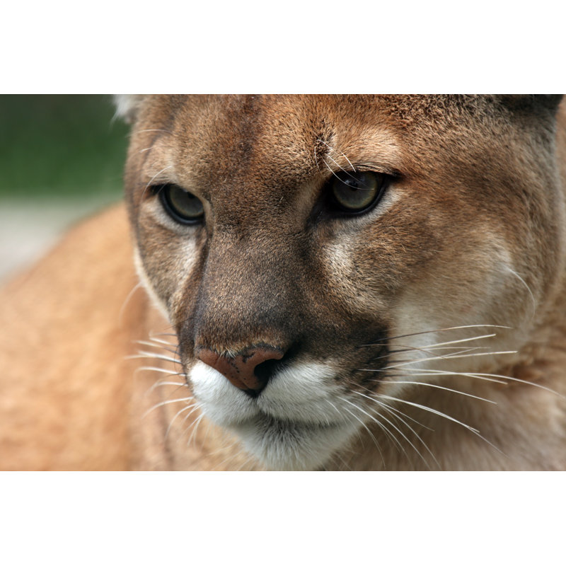 Cougar - Photographie sur toile tendue, H 8 po x l 12 po x P 1,25 po