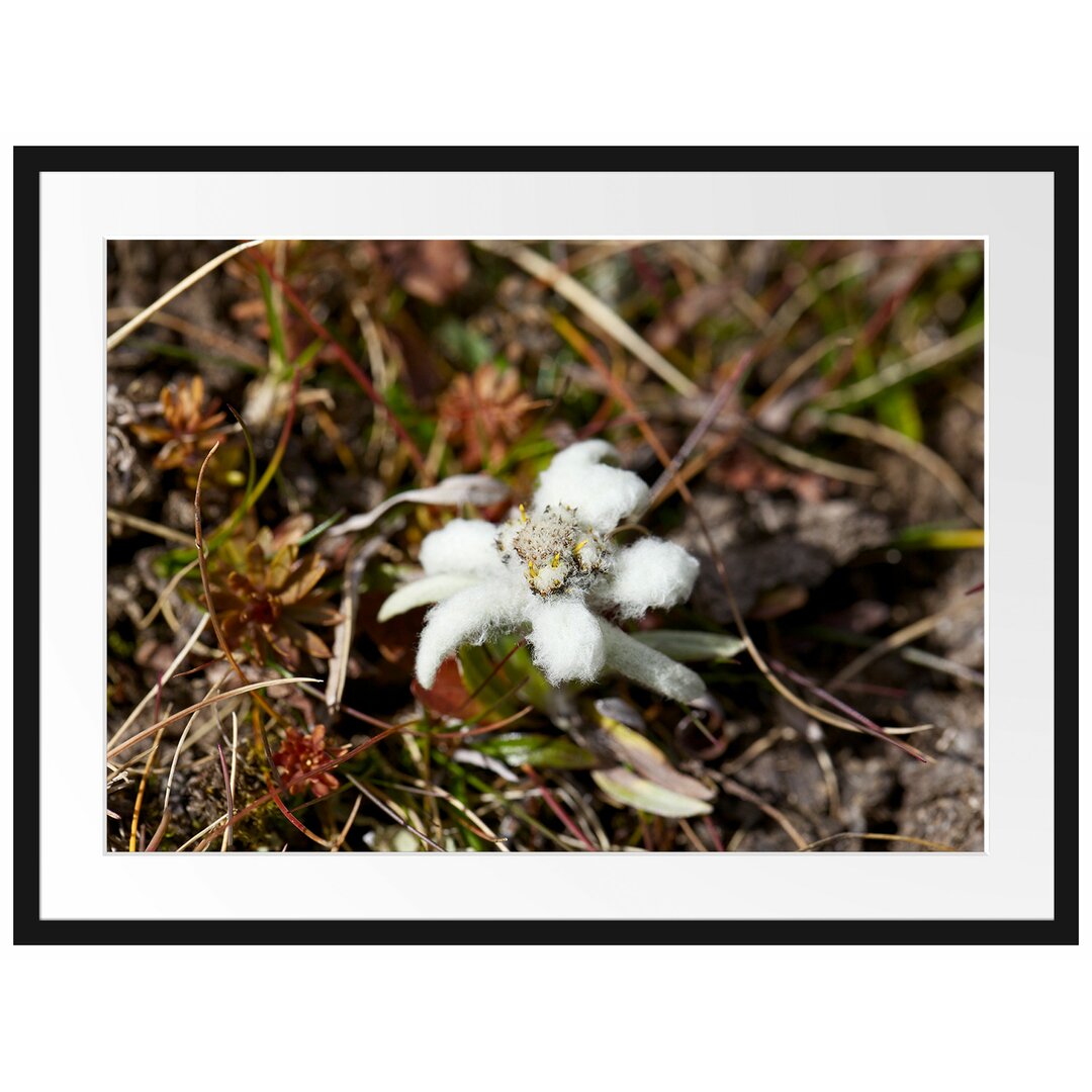 Gerahmtes Poster Watteüberzogene Blüte