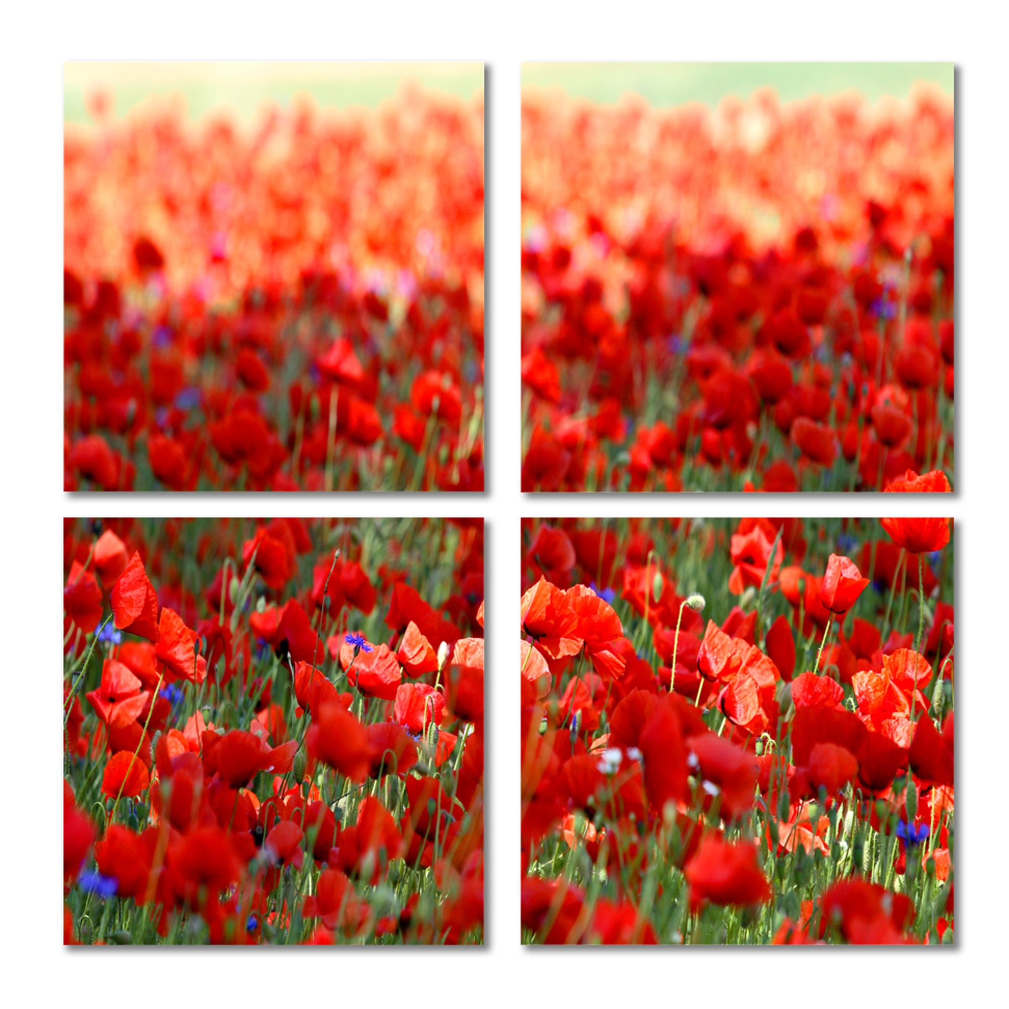 Latitude Run® Thick Red Poppy Flower Field - Floral Canvas Wall Art ...