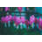 " Bleeding Hearts " by Alan Scherer