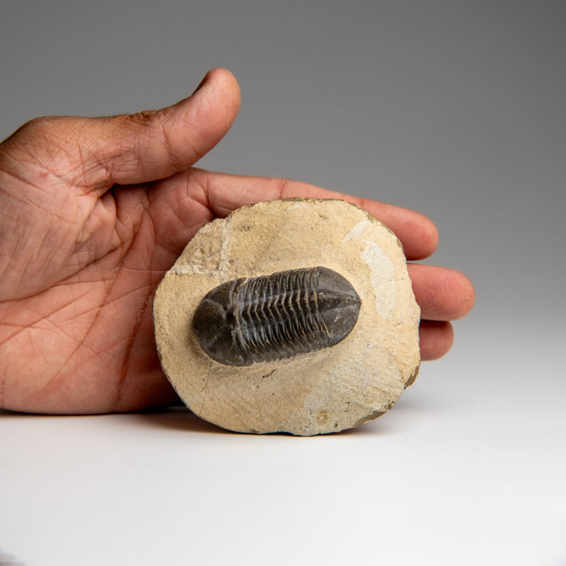 Véritable trilobite Asphus Lepidurus du Maroc (221,4 grammes)