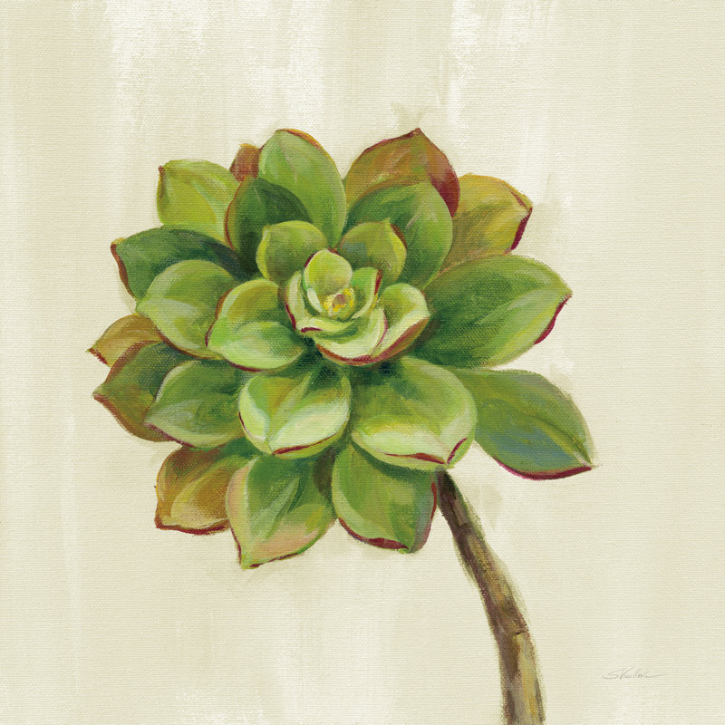 Front Yard Succulent IV by Silvia Vassileva - Wrapped Canvas Painting, 51cm H x 51cm W