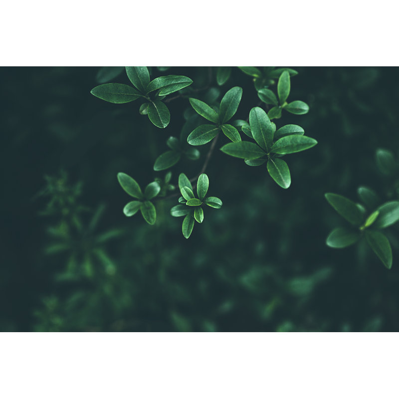 Fond de feuilles vertes par Jasmina007, H 8 po x l 12 po