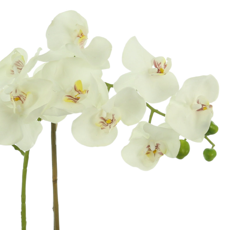 Kora Orchid Arrangement