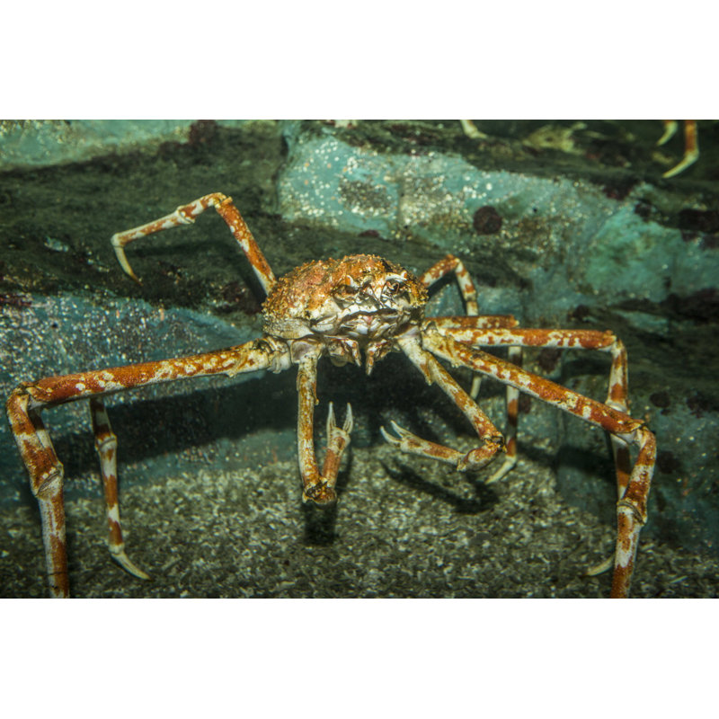 Très grand crabe royal dans l'eau - Photographie sur toile tendue, L 12 po x H 8 po