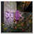 Black/Purple