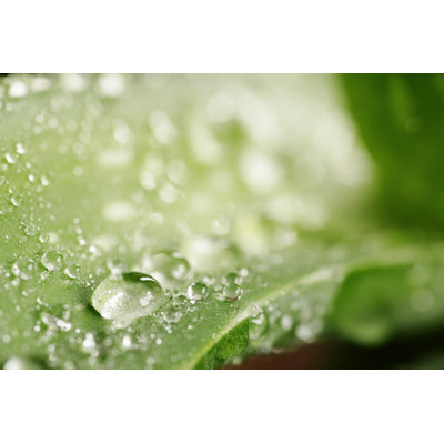 Green Aloevera Plant by Temmuzcan