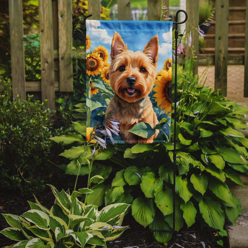 Lévrier irlandais dans le drapeau du jardin de tournesols, Norwich Terrier