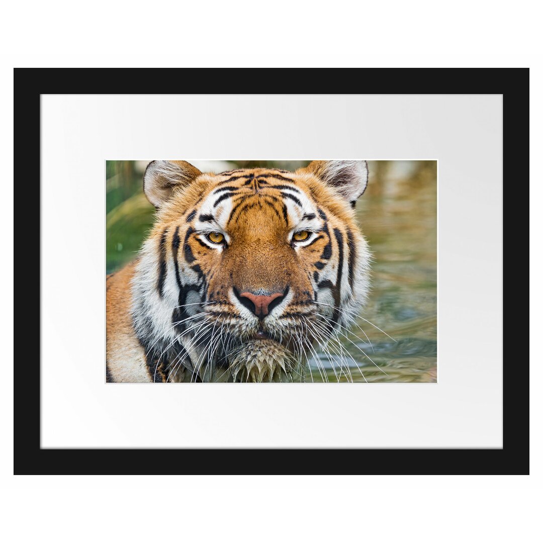 Gerahmtes Poster Tiger im Wasser