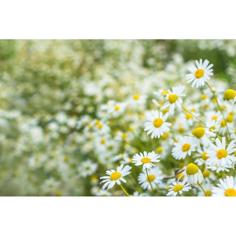 Yayla Field of Daisies 1 Piece Wrapped Canvas Wall Art, 30cm H x 46cm W x 3.8cm D