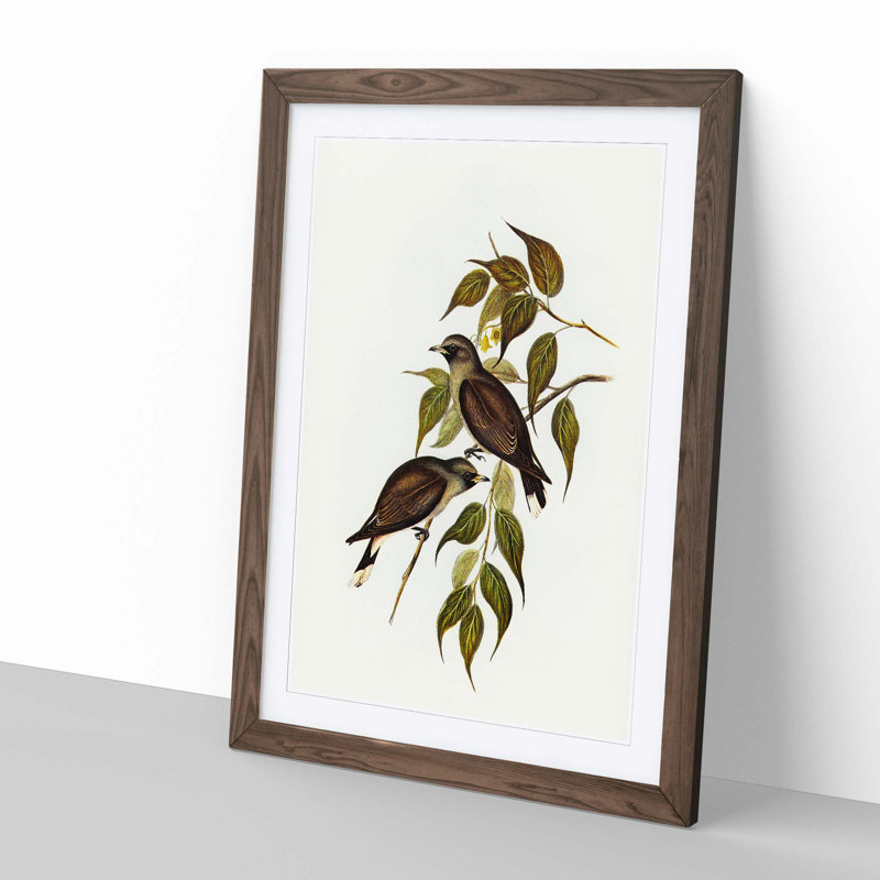 White-Vented Woodswallows by Elizabeth Gould - Picture Frame Painting Print, Walnut Framed, 36cm H x 27cm W x 2cm D