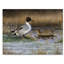 « pintail ducks », reproduction de peinture à l’acrylique sur toile tendue-33537543