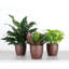 Plant in Pot-898924735