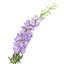 Brume artificielle Delphinium-1875799135