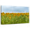 Tournesols Alvord