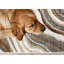 Tapis de salon en polypropylène crème Devanee-2011551059