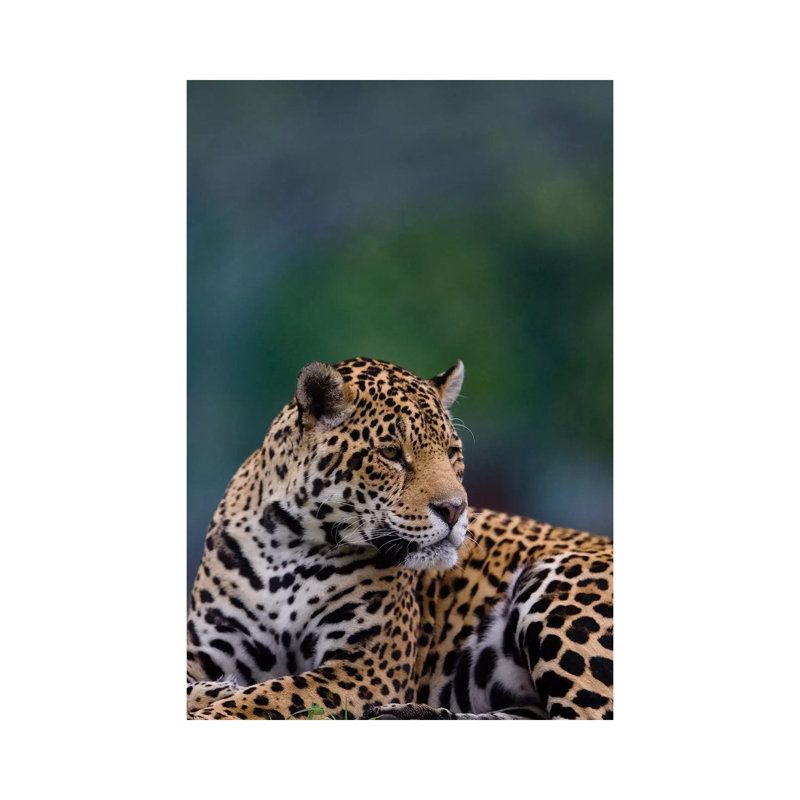 Jaguar by Goran Anastasovski - Wrapped Canvas Print, 66.04 cm H x 45.72 cm W x 3.175 cm D