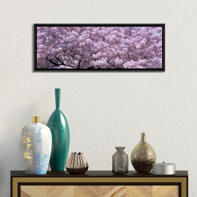 " USA, Washington DC, Close-up Of Cherry Blossoms " by Panoramic Images