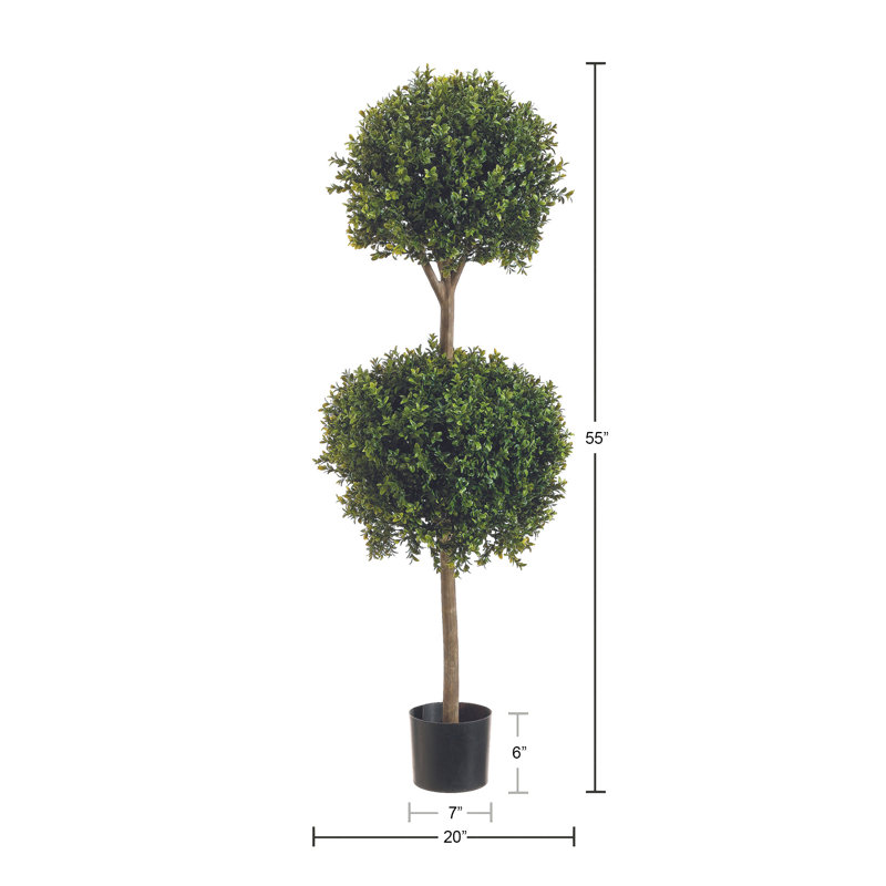 Boxwood Ball Topiary
