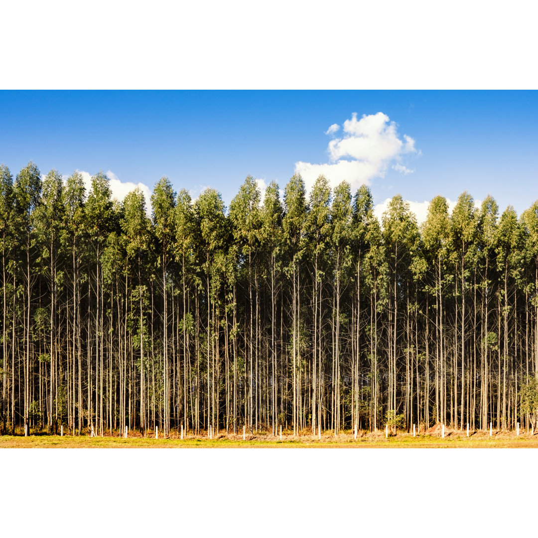 Eukalyptus Plantation - Kunstdrucke auf Leinwand