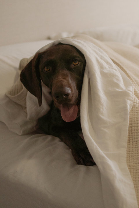 Softest Pet-Friendly Fabrics