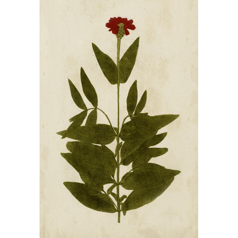 Botanical Impression IV - Painting Print, 76cm H x 51cm W, Wrapped Canvas
