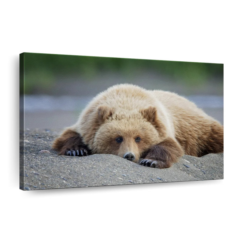 " Bear Life I ", 30" H x 45" W x 1.25" D