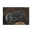No Frame Print on Canvas-100038251