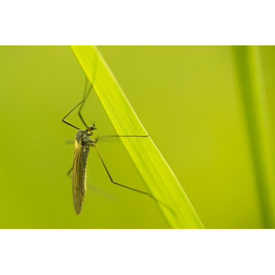 Charterville Closeup Of Schnake - Wrapped Canvas Print
