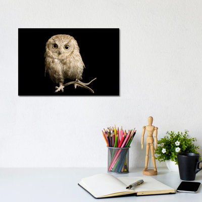 A Western Screech Owl, Sonoran Desert Colorphase At The Sutton Avian Research Center 1 Piece Wrapped Canvas Wall Art