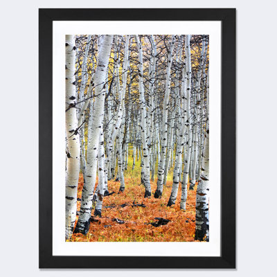 " Autumn In Aspen " Color Photography