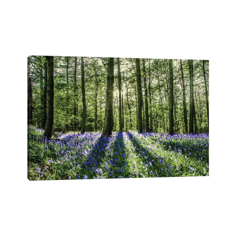 Bluebell Wood by Mark Gemmell - Wrapped Canvas Print, 20.32 cm H x 30.48 cm W