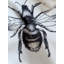 Woolley Bee Tablecloth-1894362163