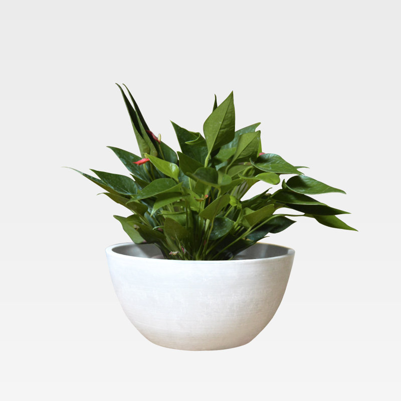 Pot à fleurs Cedarton