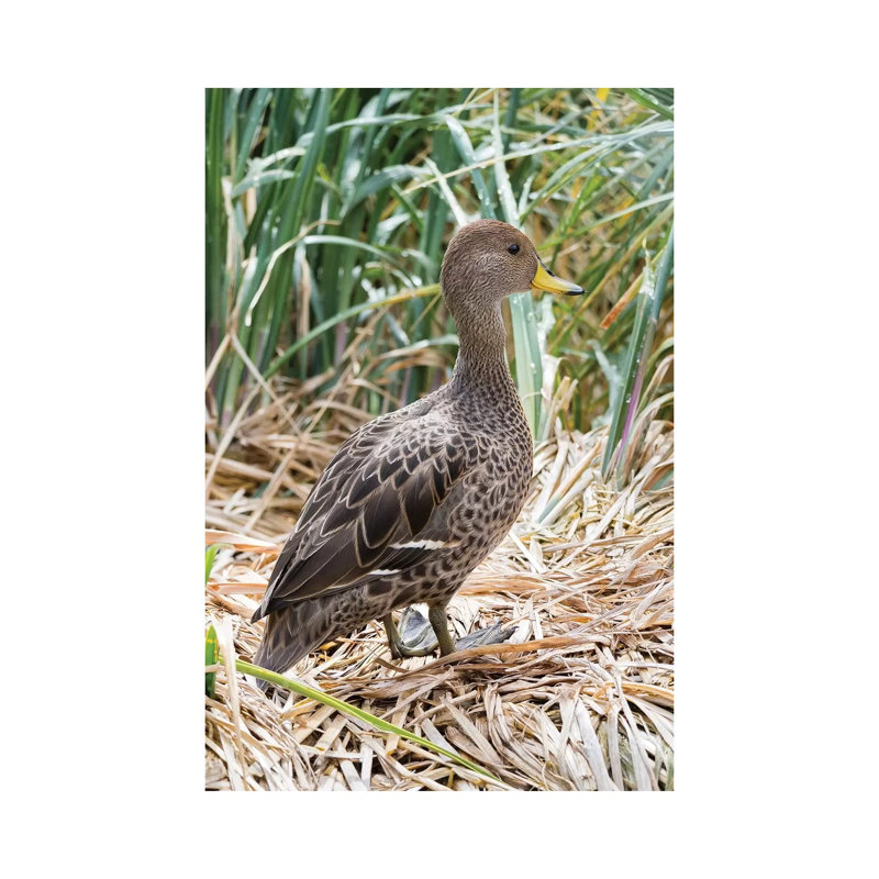 Yellow-Billed Pintail A Species Endemic To South Georgia Island, In Typical Tussock Habitat - Wrapped Canvas Print
