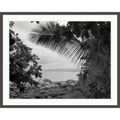 Thai Palm' Framed Photographic Print on Glass
