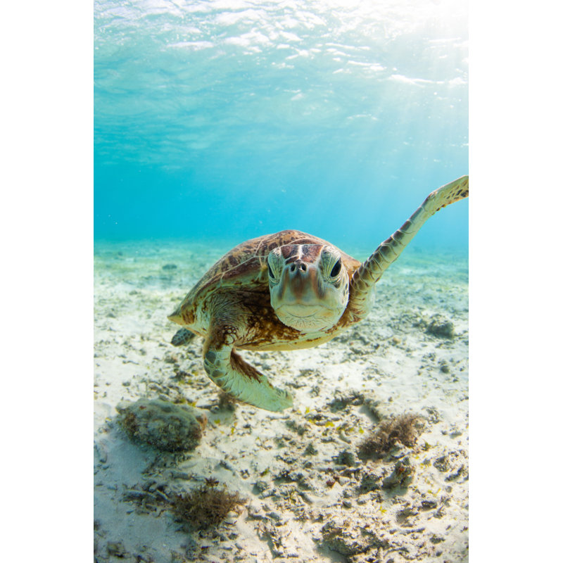 Tortue de mer nageant par Petespustry, H 12 po x l 8 po