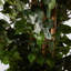 Ficus artificiel 72 po en pot