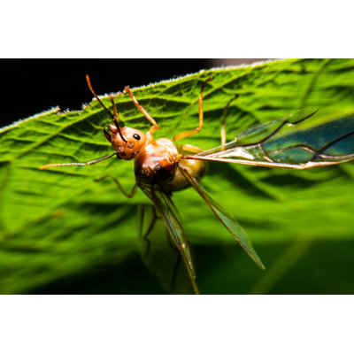 «Tenisha Queen Ant On Canvas» par Superoke, photographie