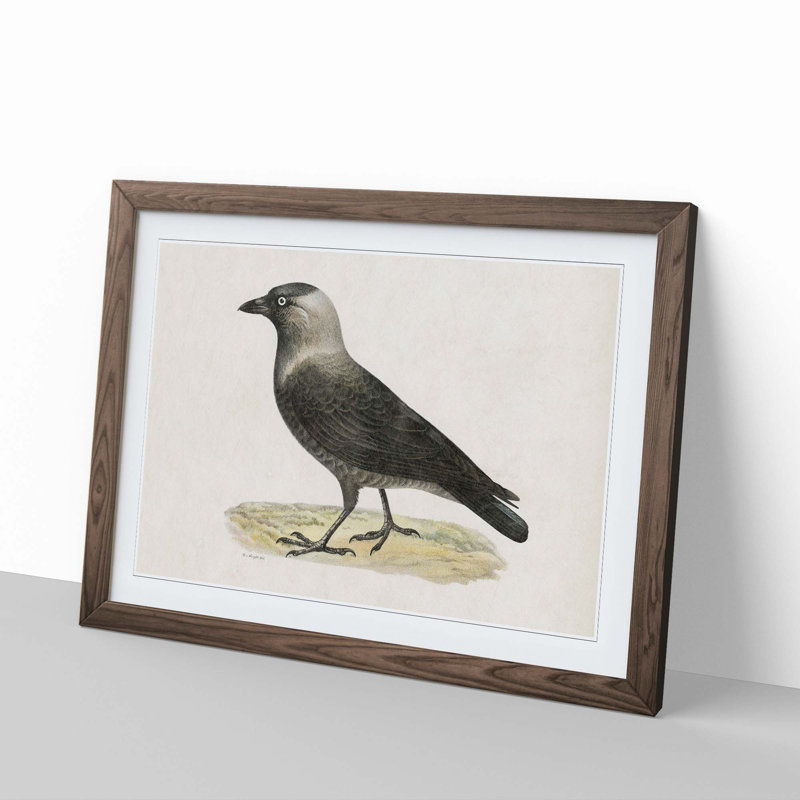 Western Jackdaw by Von Wright - Picture Frame Painting Print, Walnut Framed, 36cm H x 48cm W x 2cm D