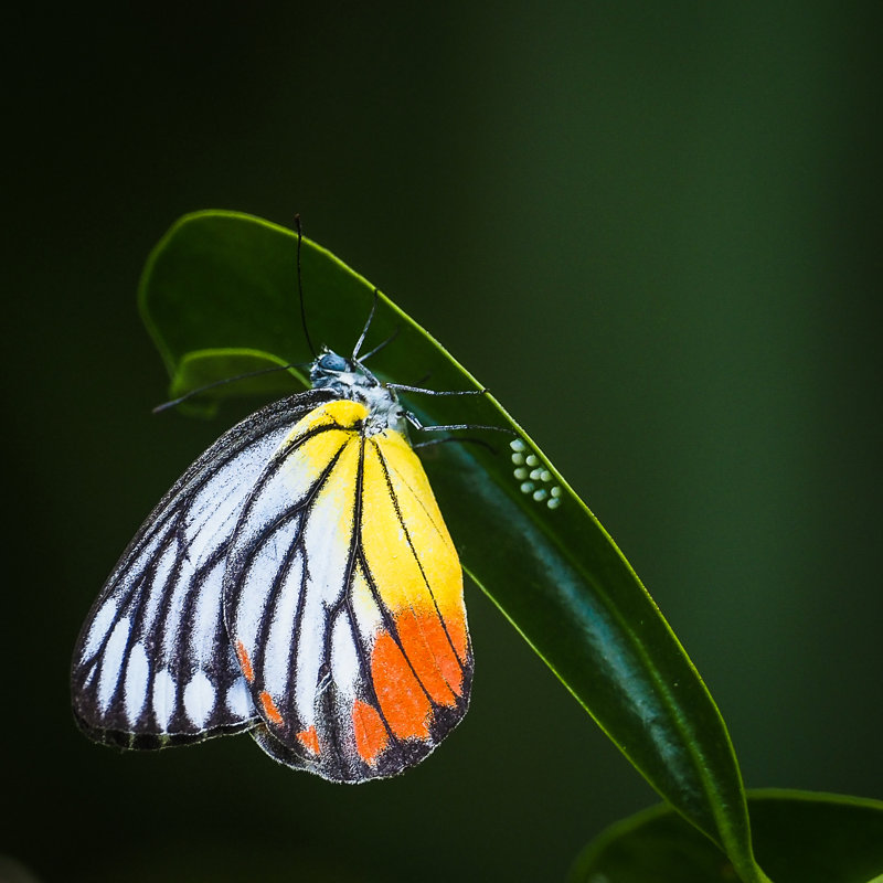 «Tenly Butterfly» sur toile, H 20 po x l 20 po x P 1,25 po