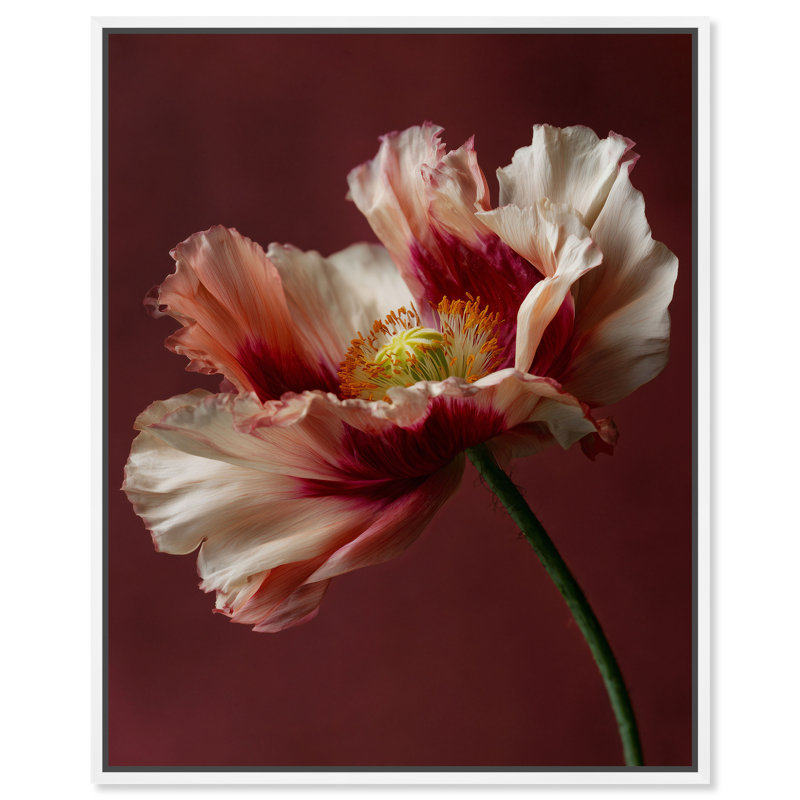 Merlot Blush Blossom I Print by Oliver Gal, 25"H x 31"W, White Floater Frame