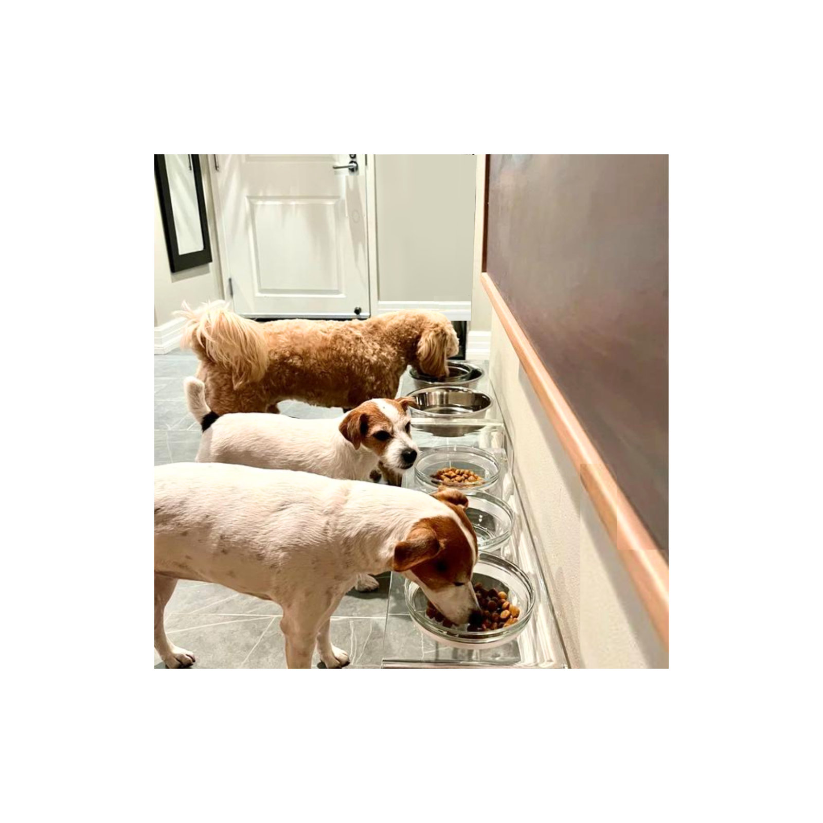 Glass Bowl Clear Elevated Feeder, 4 Cups