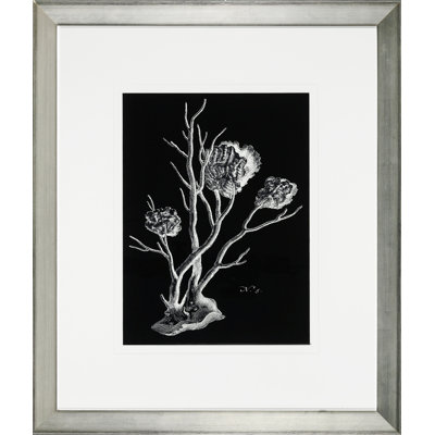 «Black and White Coral II» - Cadre photo