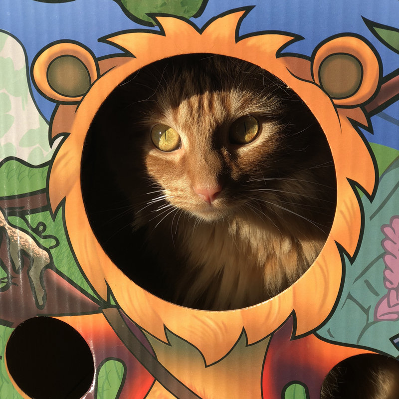 Maison de chat graphique